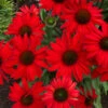 Kismet® Red Coneflower