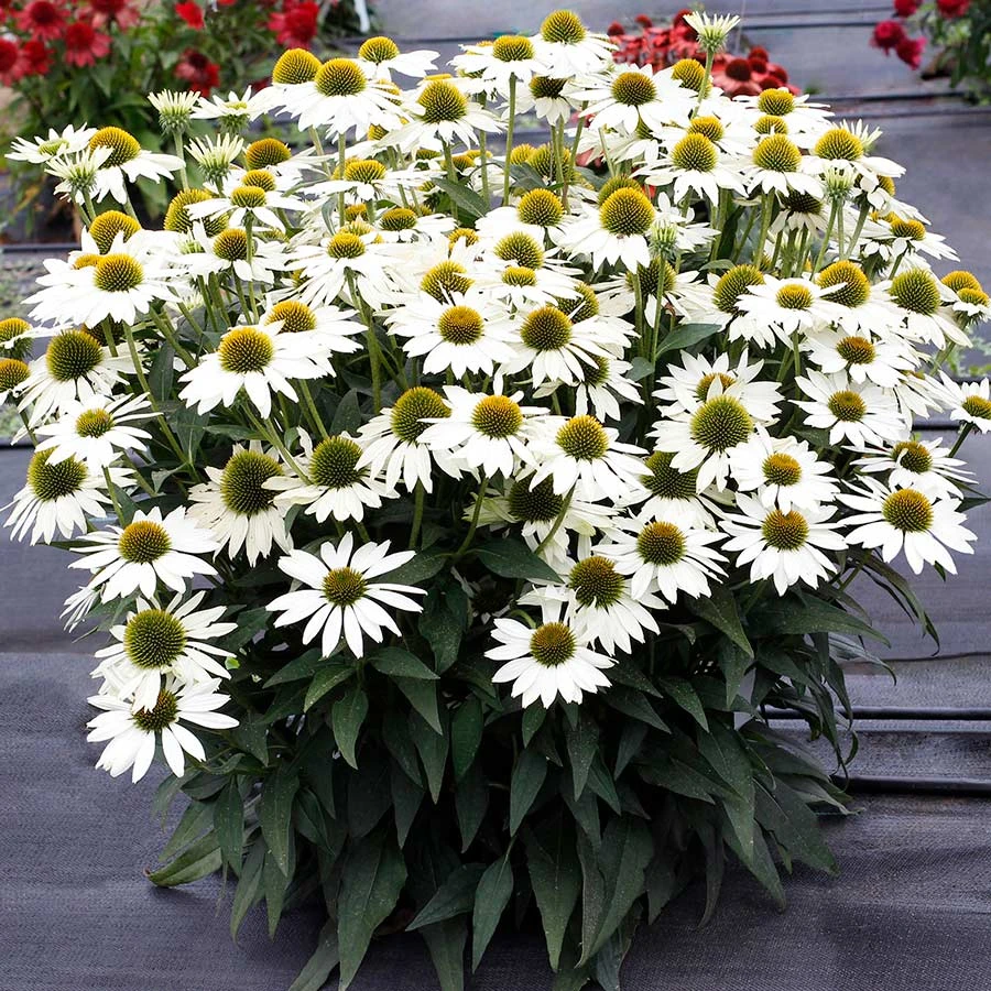 Kismet® White Coneflower 1 Kismet® White Coneflower