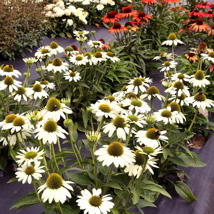 Kismet® White Coneflower 3 Kismet® White Coneflower - Image 3