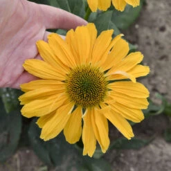 Color Coded® 'One In A Melon' Coneflower -Great Garden Plants Sales Store Echinacea OneinaMelon Coneflower 2