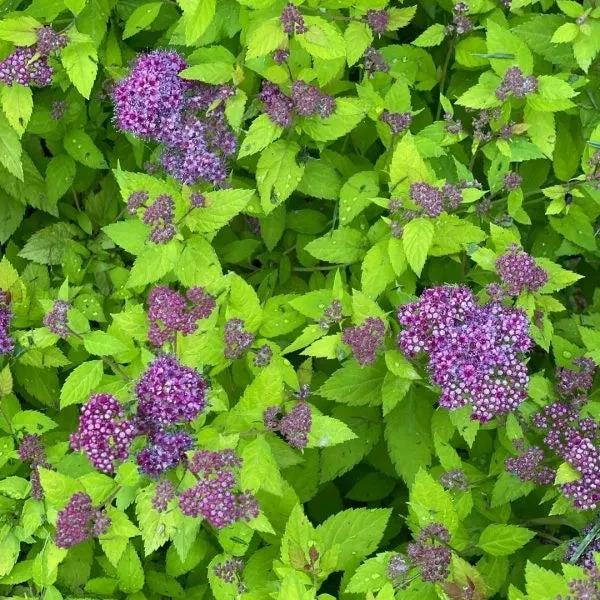 Double Play® Dolly™ Spirea 4 Double Play® Dolly™ Spirea - Image 4