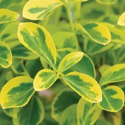 Gold Splash® Wintercreeper -Great Garden Plants Sales Store Euonymus Gold Splash 3 sw