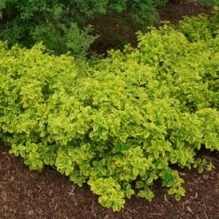 Gold Splash® Wintercreeper -Great Garden Plants Sales Store Euonymus Gold Splash 4 sw