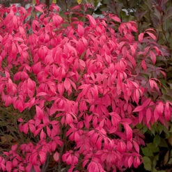 Unforgettable Fire® Burning Bush 9 Unforgettable Fire® Burning Bush -Great Garden Plants Sales Store Euonymus Unforgettable Fire 4 P