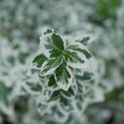 White Album® Wintercreeper 6 White Album® Wintercreeper -Great Garden Plants Sales Store Euonymus White Album 3