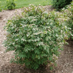 Fire Ball Seedless™ Burning Bush -Great Garden Plants Sales Store EuonymusFireBallSeedlessP1238203 800x800 e186a58