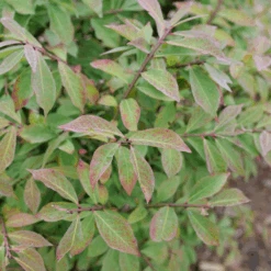 Fire Ball Seedless™ Burning Bush -Great Garden Plants Sales Store EuonymusFireBallSeedlessP1239165 800x800 063ee79