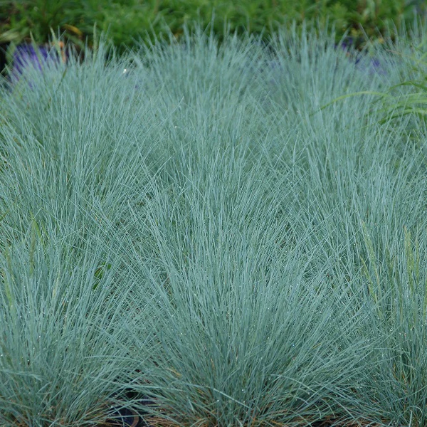 'Cool As Ice' Blue Fescue 1 'Cool As Ice' Blue Fescue