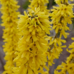 Show Off® Sugar Baby® Forsythia -Great Garden Plants Sales Store ForsythiaShowOffSugarBabyP1037783 800x800 2a1cecd