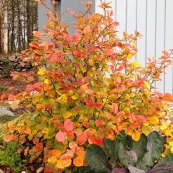 Legend Of The Fall® Bottlebrush -Great Garden Plants Sales Store Fothergilla Legend of the Fall 3 P