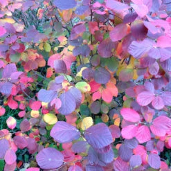 Legend Of The Fall® Bottlebrush -Great Garden Plants Sales Store Fothergilla Legend of the Fall 4 P