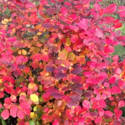 Legend Of The Fall® Bottlebrush -Great Garden Plants Sales Store Fothergilla Legend of the Fall 5 P