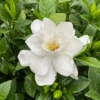 Pillow Talk® Gardenia