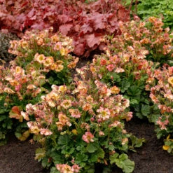 Pretticoats™ Peach Geum 7 Pretticoats™ Peach Geum -Great Garden Plants Sales Store Geum Pretticoats Peach 4