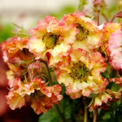 Pretticoats™ Peach Geum 6 Pretticoats™ Peach Geum -Great Garden Plants Sales Store Geum Pretticoats Peach 6