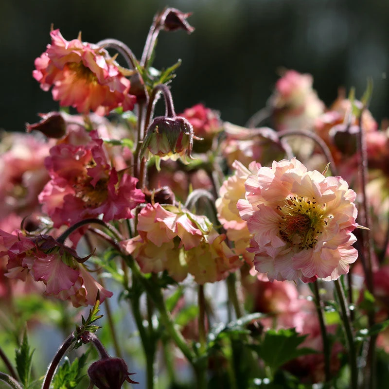 Pretticoats™ Peach Geum 2 Pretticoats™ Peach Geum - Image 2