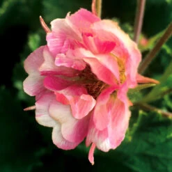 Tempo™ Rose Geum -Great Garden Plants Sales Store Geum Tempo Rose 5