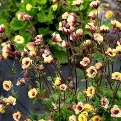Tempo™ Yellow Geum -Great Garden Plants Sales Store Geum Tempo Yellow 1 sq