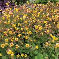 Tempo™ Yellow Geum -Great Garden Plants Sales Store Geum Tempo Yellow 13 sq