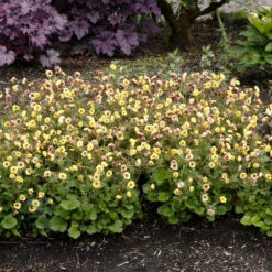 Tempo™ Yellow Geum -Great Garden Plants Sales Store Geum Tempo Yellow 9 sq