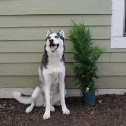 'Green Giant' Arborvitae/Thuja 13 'Green Giant' Arborvitae/Thuja -Great Garden Plants Sales Store Great garden plants green giant arborvitae 544ba6cb 2aa2 48b6 a69f f2045670184d sw