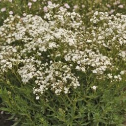 Festival Star® Baby's Breath -Great Garden Plants Sales Store Gypsophila Festival Star 4 P sw