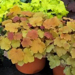 'Caramel' Coral Bells -Great Garden Plants Sales Store HEUCA1Q 1