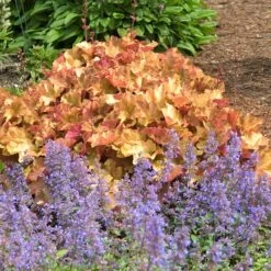 'Caramel' Coral Bells -Great Garden Plants Sales Store HEUCA1Q 5 3