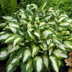 'Vulcan' Hosta -Great Garden Plants Sales Store HOSVU1Q 1
