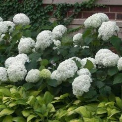 'Annabelle' Smooth Hydrangea -Great Garden Plants Sales Store HYDAN2Q 3 92ce70b0 bc0b 493b 8557 222132210705 sw