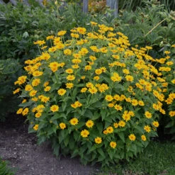 'Tuscan Sun' False Sunflower -Great Garden Plants Sales Store Heliopsis Tuscan Sun 2 P