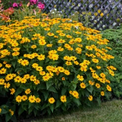 'Tuscan Sun' False Sunflower -Great Garden Plants Sales Store Heliopsis Tuscan Sun 4 P