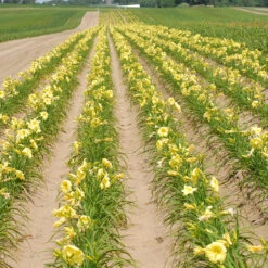 Rainbow Rhythm® 'Going Bananas' Daylily 7 Rainbow Rhythm® 'Going Bananas' Daylily -Great Garden Plants Sales Store Hemerocallis Going Bananas 1 P