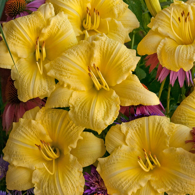 Rainbow Rhythm® 'Going Bananas' Daylily 1 Rainbow Rhythm® 'Going Bananas' Daylily