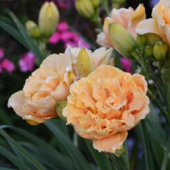 Rainbow Rhythm® 'Siloam Peony Display' Daylily -Great Garden Plants Sales Store Hemerocallis Siloam Peony Display 2 P