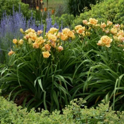 Rainbow Rhythm® 'Siloam Peony Display' Daylily -Great Garden Plants Sales Store Hemerocallis Siloam Peony Display 4 P