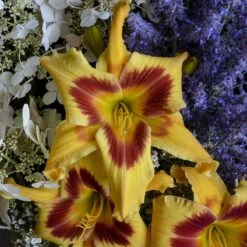 Rainbow Rhythm® 'Tiger Swirl' Daylily -Great Garden Plants Sales Store Hemerocallis Tiger Swirl 1 P sw