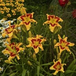 Rainbow Rhythm® 'Tiger Swirl' Daylily -Great Garden Plants Sales Store Hemerocallis Tiger Swirl 3 P sw