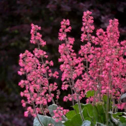 Dolce® 'Spearmint' Coral Bells 7 Dolce® 'Spearmint' Coral Bells -Great Garden Plants Sales Store Heuchera Dolce Spearmint 1 P