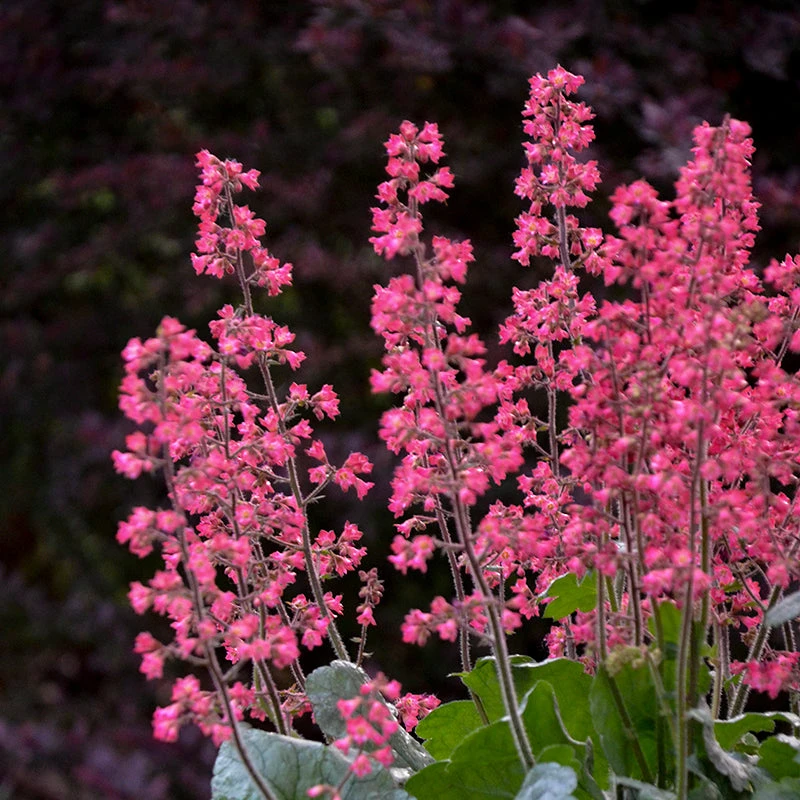 Dolce® 'Spearmint' Coral Bells 3 Dolce® 'Spearmint' Coral Bells - Image 3