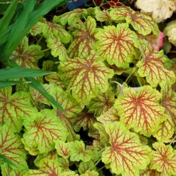 'Red Lightning' Coral Bells 5 'Red Lightning' Coral Bells -Great Garden Plants Sales Store Heuchera Red Lightning 3 P
