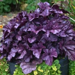 Dolce® 'Wildberry' Coral Bells -Great Garden Plants Sales Store Heuchera Wildberry 3 P sw