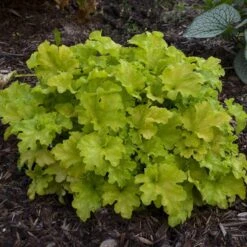 Dolce® 'Apple Twist' Coral Bells -Great Garden Plants Sales Store Heuchera Apple Twist 3 P sw