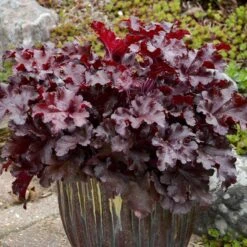 Dolce® 'Cherry Truffles' Coral Bells -Great Garden Plants Sales Store Heuchera Cherry Truffles 2 P sw