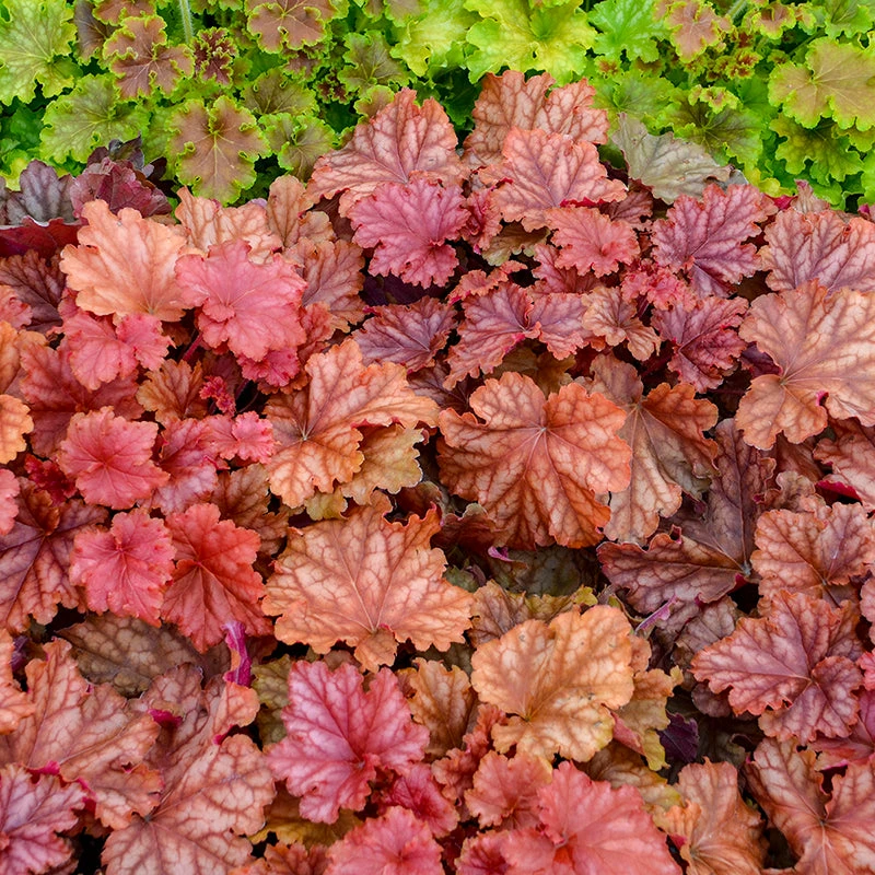 Primo® 'Peachberry Ice' Coral Bells 1 Primo® 'Peachberry Ice' Coral Bells