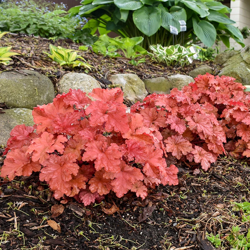 Primo® 'Peachberry Ice' Coral Bells 3 Primo® 'Peachberry Ice' Coral Bells - Image 3