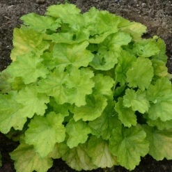 Primo® 'Pretty Pistachio' Coral Bells -Great Garden Plants Sales Store Heuchera Pretty Pistachio 3 P
