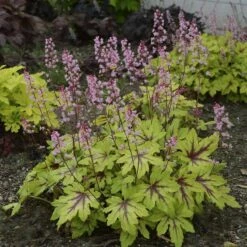 Fun And Games® 'Eye Spy' Foamy Bells -Great Garden Plants Sales Store Heucherella Eye Spy 3 P sw