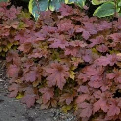 Fun And Games® 'Hopscotch' Foamy Bells -Great Garden Plants Sales Store Heucherella Hopscotch 3 P sw