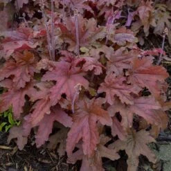 Fun And Games® 'Red Rover' Foamy Bells -Great Garden Plants Sales Store Heucherella Red Rover 2 P sw